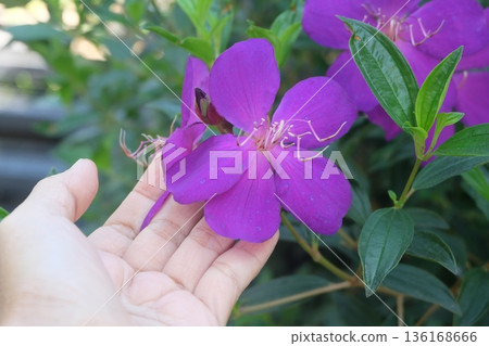 A human hand gently cups a striking purple Pleroma semidecandrum flower, featuring delicate petals and prominent stamens against a lush green leafy garden background. A human hand gently cups a striking purple Pleroma semidecandrum flower, featuring delicate petals and prominent stamens against a lush green leafy garden background. 136168666