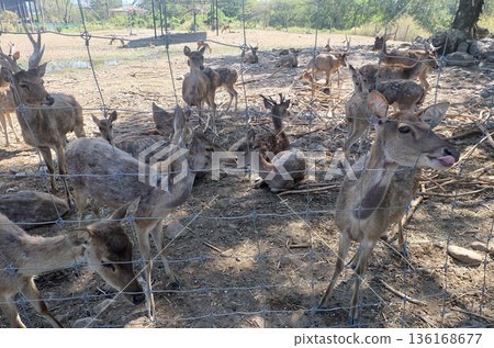 A group of brown deer resting and standing behind a wire fence in an outdoor safari park environment under bright natural sunlight during daytime. A group of brown deer resting and standing behind a wire fence in an outdoor safari park environment under bright natural sunlight during daytime. 136168677