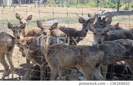 A captivating herd of deer, some with developing antlers, peers curiously through a wire fence in a sunny outdoor enclosure, showcasing their natural beauty and interaction. 136168682