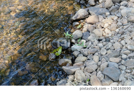 Crystal clear water gently flows over a bed of smooth, varied rocks, illuminated by natural sunlight creating beautiful ripples and reflections. A tranquil scene capturing nature's serene beauty and 136168690