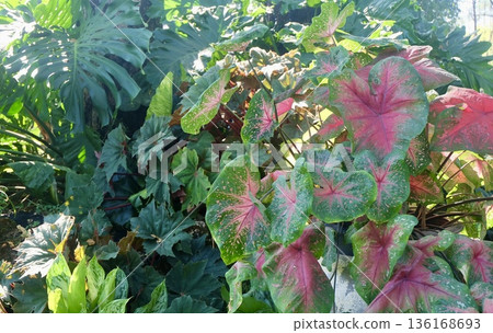 Lush botanical display featuring striking green Monstera and pink Caladium leaves with diverse textures and patterns bathed in natural sunlight for a rich tropical feel. 136168693