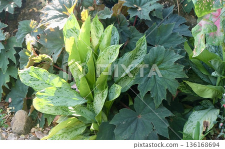 A vibrant arrangement of tropical plants including variegated aglaonema and large-leafed begonias bathed in warm sunlight creating rich green hues and intricate patterns in garden. A vibrant arrangement of tropical plants including variegated aglaonema and large-leafed begonias bathed in warm sunlight creating rich green hues and intricate patterns in garden. 136168694