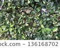 A vibrant and dense arrangement of Duranta erecta green leaves and small branches creating a rich natural background texture showcasing various shades and organic patterns. 136168702
