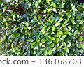 A vibrant and dense arrangement of green leaves and small branches creates a rich natural background texture, showcasing various shades of green and intricate organic patterns in soft light. 136168703