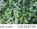 A close up shot of a dense bed of green and white Asystasia gangetica leaves creates a vibrant natural background texture showcasing patterned foliage. 136168704