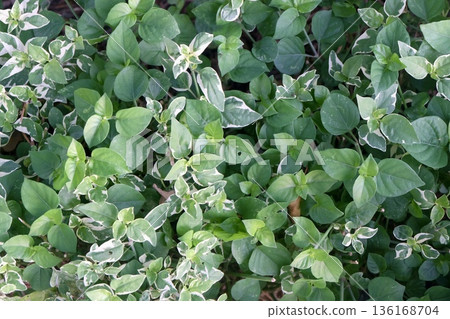 A close up shot of a dense bed of green and white Asystasia gangetica leaves creates a vibrant natural background texture showcasing patterned foliage. A close up shot of a dense bed of green and white Asystasia gangetica leaves creates a vibrant natural background texture showcasing patterned foliage. 136168704