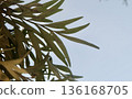 A refreshing upward view of slender green Grevillea robusta leaves and branches silhouetted against a clear soft blue sky creating serene natural abstract background with copy. 136168705