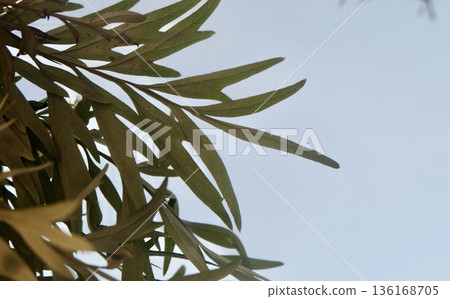 A refreshing upward view of slender green Grevillea robusta leaves and branches silhouetted against a clear soft blue sky creating serene natural abstract background with copy. A refreshing upward view of slender green Grevillea robusta leaves and branches silhouetted against a clear soft blue sky creating serene natural abstract background with copy. 136168705