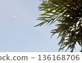 Upward view of delicate green leaves from a Silver Oak or Grevillea robusta tree, artfully silhouetted against a clear pale blue sky with a subtle light flare, offering a serene natural background. 136168706