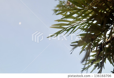 Upward view of delicate green leaves from a Silver Oak or Grevillea robusta tree, artfully silhouetted against a clear pale blue sky with a subtle light flare, offering a serene natural background. Upward view of delicate green leaves from a Silver Oak or Grevillea robusta tree, artfully silhouetted against a clear pale blue sky with a subtle light flare, offering a serene natural background. 136168706