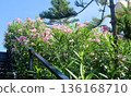 Lush pink oleander blossoms and green foliage bloom beautifully beside a wooden staircase and dark railing, creating a tropical garden atmosphere under a clear sky. 136168710