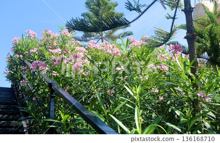 Lush pink oleander blossoms and green foliage bloom beautifully beside a wooden staircase and dark railing, creating a tropical garden atmosphere under a clear sky. Lush pink oleander blossoms and green foliage bloom beautifully beside a wooden staircase and dark railing, creating a tropical garden atmosphere under a clear sky. 136168710