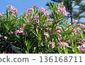 Vibrant pink oleander blossoms bloom alongside lush green pine needles under a brilliant blue sky, creating a sunny tropical garden scene in the bright sunlight. 136168711