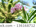 Lush pink oleander blooms burst with color, set against a backdrop of a clear blue sky and the green needles of a pine tree, creating a vibrant sunny outdoor scene. 136168712
