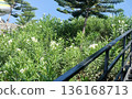 A lush hedge of green oleander leaves is dotted with delicate white blossoms, creating a vibrant natural scene. A dark metal railing and hints of pine trees frame. 136168713