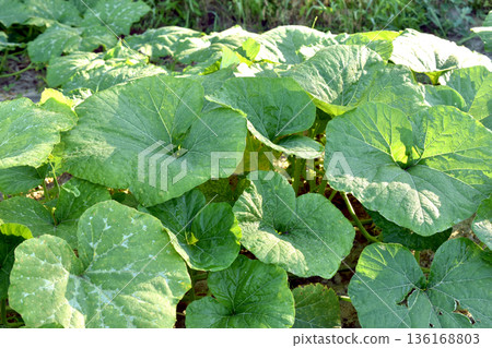Pumpkin plantation in the garden. Pumpkin plantation in the garden. 136168803