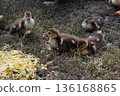 Four little newborn fluffy duckling outdoors. Cute Young duck. Nice small bird close-up 136168865