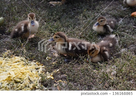 Four little newborn fluffy duckling outdoors. Cute Young duck. Nice small bird close-up 136168865