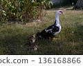 Mother duck and four little newborn fluffy duckling outdoors. Cute Young musk duck. Nice domestic bird and white and black with red beak close-up. Cairina moschata 136168866