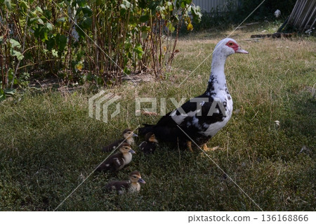 Mother duck and four little newborn fluffy duckling outdoors. Cute Young musk duck. Nice domestic bird and white and black with red beak close-up. Cairina moschata 136168866