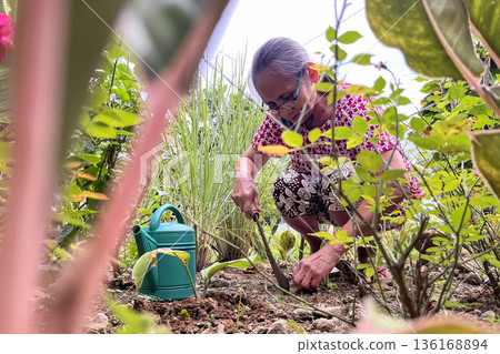 An elderly active woman tends to plants in the garden, weeds the beds and removes weeds An elderly active woman tends to plants in the garden, weeds the beds and removes weeds 136168894