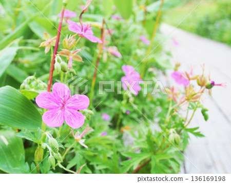 木棧道旁盛開著一片淺間風花。 136169198