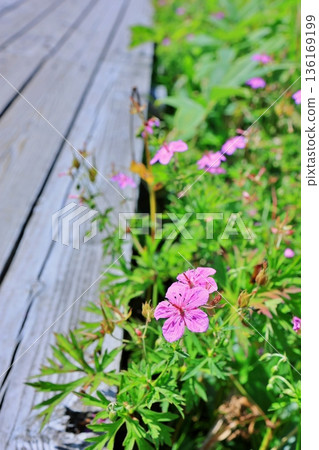 Asamafuuro flowers blooming along the boardwalk 136169199