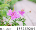 Asamafuuro flowers blooming along the wooden structure 136169204
