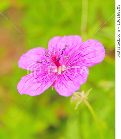 Rare species Asamafuuro 136169205