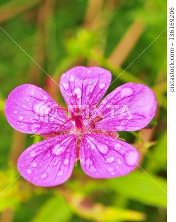 淺間風呂的花朵被雨水打濕,表面掛滿了水珠。 淺間風呂的花朵被雨水打濕,表面掛滿了水珠。 136169206