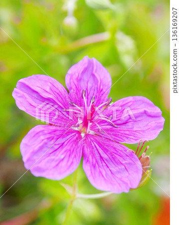 Rare species Asamafuuro 136169207