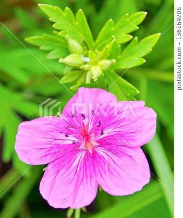 稀有物種淺間風 稀有物種淺間風 136169208