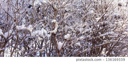 winter tree branches with snow and ice winter tree branches with snow and ice 136169339