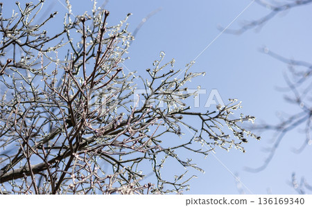 A frozen tree branch left over from an ice storm. 136169340