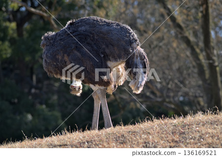 一隻滑稽的鴕鳥從身體下方探出頭來 136169521