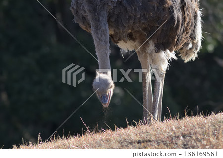 Ostrich exhaling 136169561