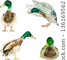 Set of ducks isolated on transperent background 136169562