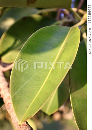 Green leaf sunlight. High quality photo Green leaf sunlight. High quality photo 136169651