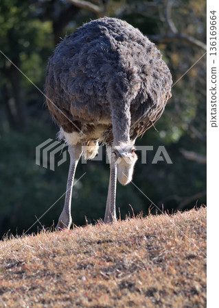 一隻鴕鳥抬起它被砍斷的脖子，環顧四周。 136169664