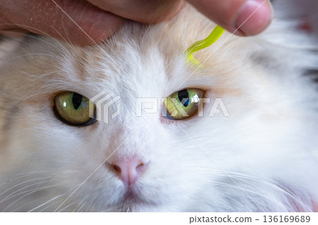 Forceps for removing a tick from a cat's skin close-up Forceps for removing a tick from a cat's skin close-up 136169689