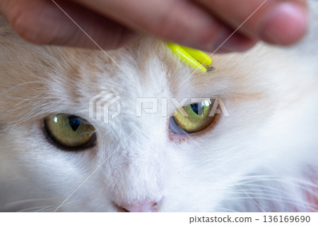 Forceps for removing a tick from a cat's skin close-up 136169690
