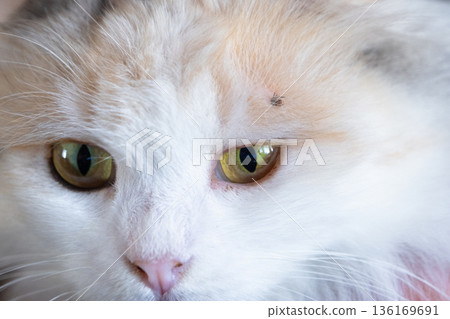 The tick bit into the skin of the white cat under the fur above the eye, removing the tick 136169691