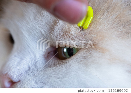 Forceps for removing a tick from a cat's skin close-up 136169692
