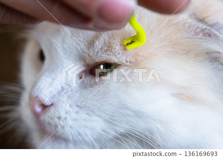 Forceps for removing a tick from a cat's skin close-up 136169693