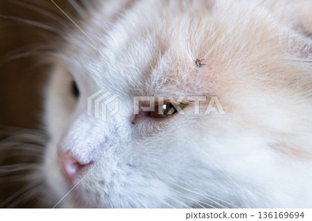 The tick bit into the skin of the white cat under the fur above the eye, removing the tick The tick bit into the skin of the white cat under the fur above the eye, removing the tick 136169694