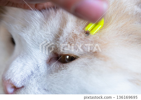 Forceps for removing a tick from a cat's skin close-up 136169695