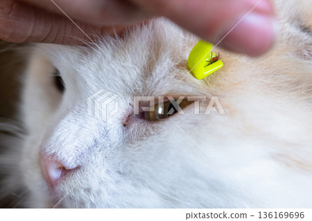 Forceps for removing a tick from a cat's skin close-up Forceps for removing a tick from a cat's skin close-up 136169696