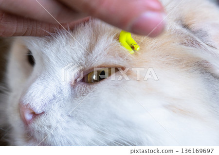 Forceps for removing a tick from a cat's skin close-up 136169697
