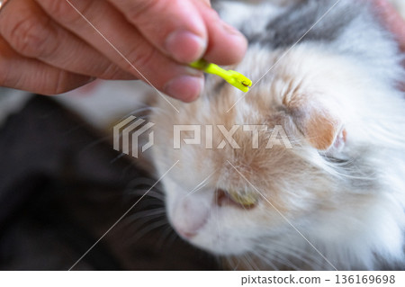 The extracted tick on the cat's tick removal tool 136169698