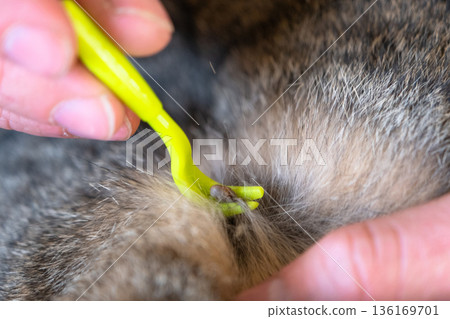 The extracted tick on the cat's tick removal tool 136169701